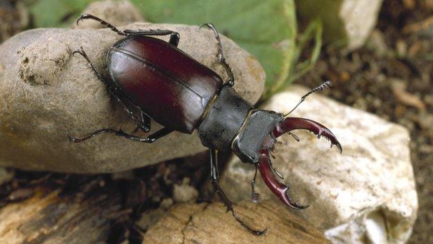 A Stag Beetle