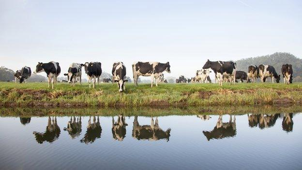 Cows beside lake