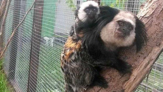 One of two newborn baby marmosets at the pub