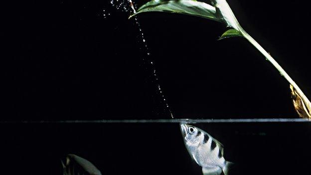 The spitting archerfish