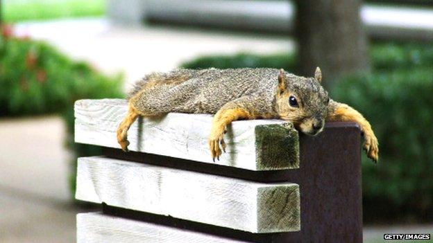 Squirrel having a rest