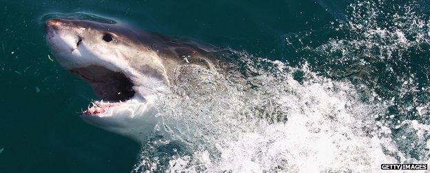 Shark in South Africa