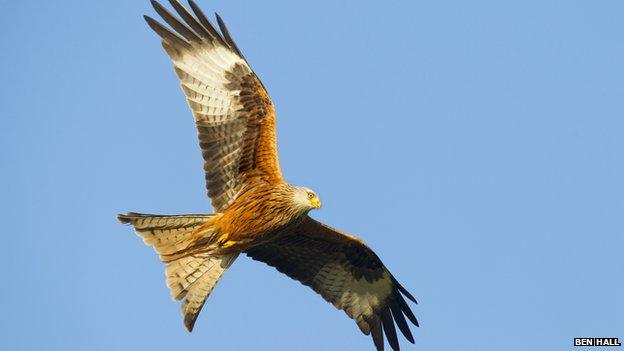 A red kite