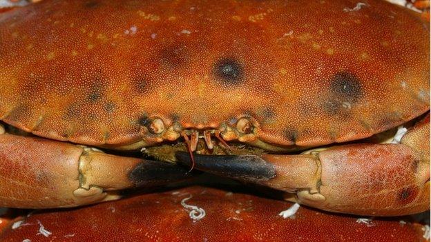 Brown crab