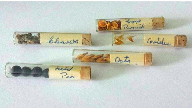 Test tubes full of seeds from Glanrhyd Hospital