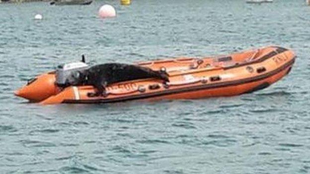 The seal on the St David's RNLI boarding boat