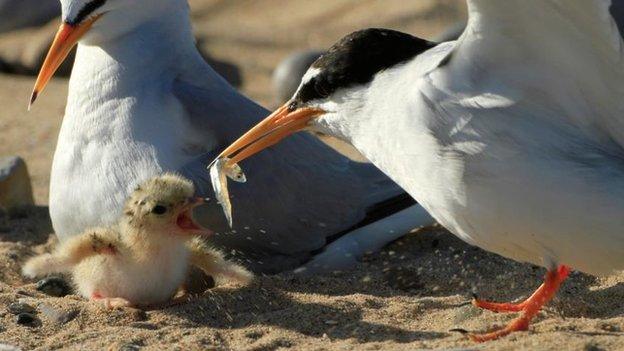 Little Tern chick