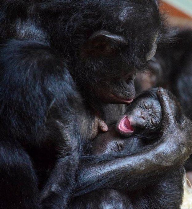 Cheka and baby bonobo