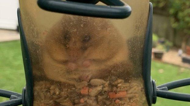Dormouse stuck in bird feeder