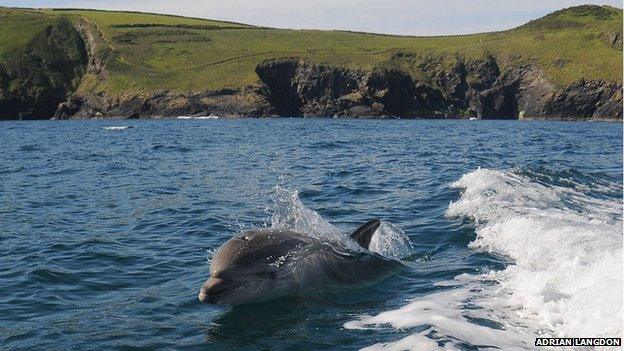 Bottlenose Dolphin, inshore in Cornwall