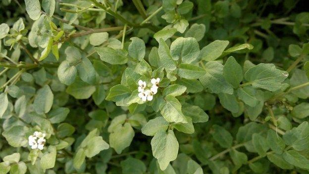 watercress