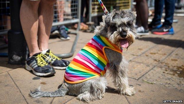 A dog at the Pride Parade in London