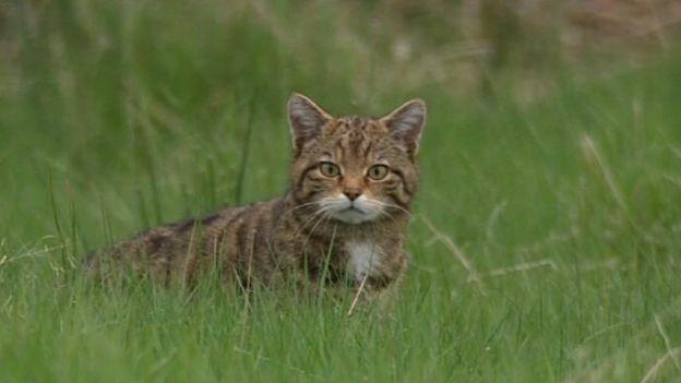 Scottish wildcat