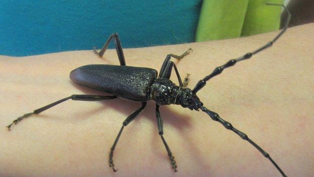 Beetle