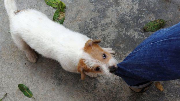 A dog biting a man's leg