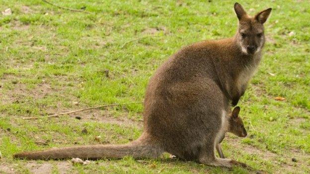 Red-Necked Wallabies