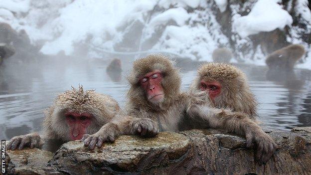 Snow monkeys