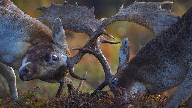 Stags during the autumn rut