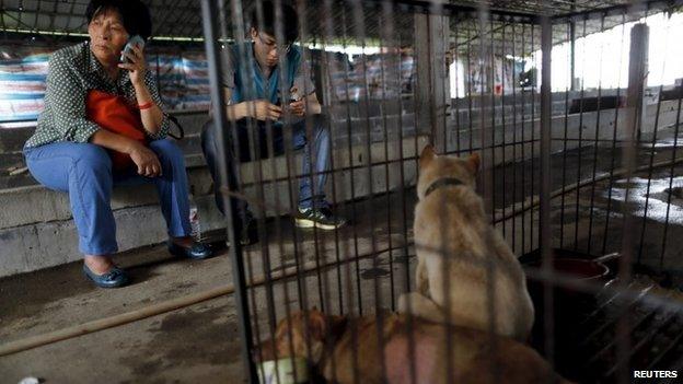 Animal lover Yang Xiaoyun (L) uses a mobile phone next to a cage accommodating dogs which she purchased from dog vendors to rescue them from dog meat dealers at a temporary shelter ahead of a local dog meat festival in Yulin, Guangxi Autonomous Region, June 21, 2015.