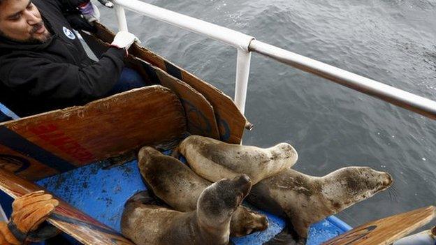 Marin biologist releasing sea lions back into the sea