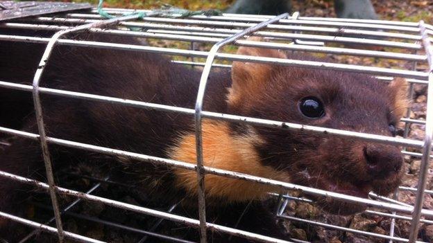 Animals like pine martens can now be found in every county