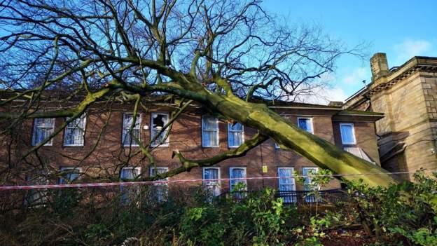 A large fallen tree rests on the roof of a hotel