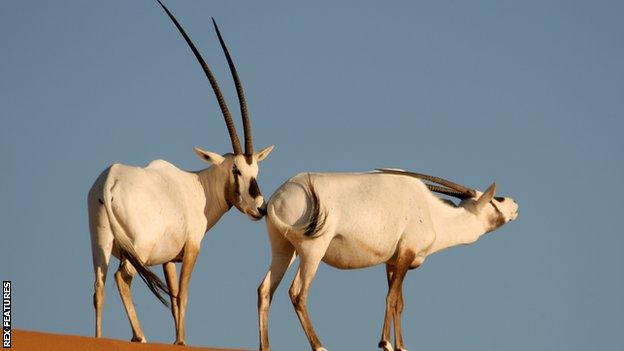 Arabian Oryx