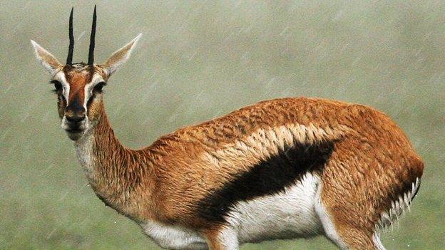 gazelle