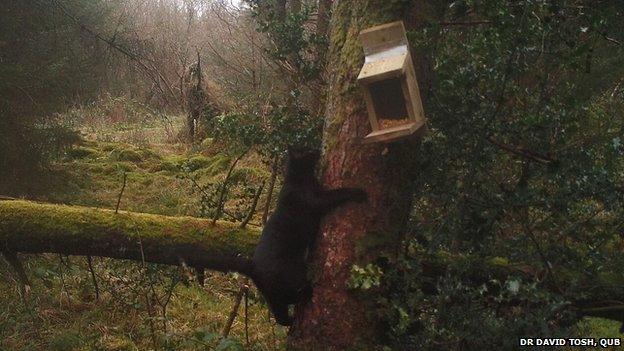 Cat up tree