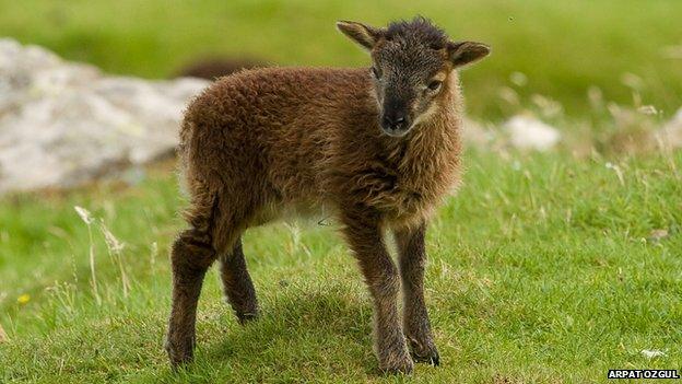 Soay lamb