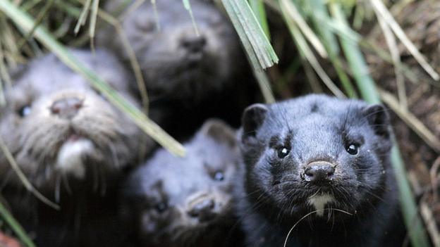 Eradicating invasive mink a 'realistic dream' say experts - BBC News