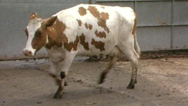 Cow infected with BSE