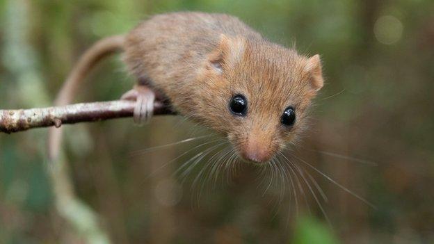 Dormouse on twig