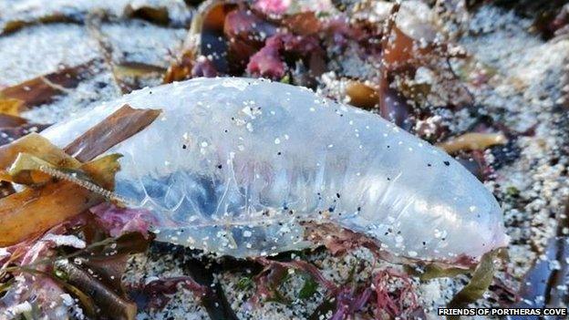 Portuguese man-of-war