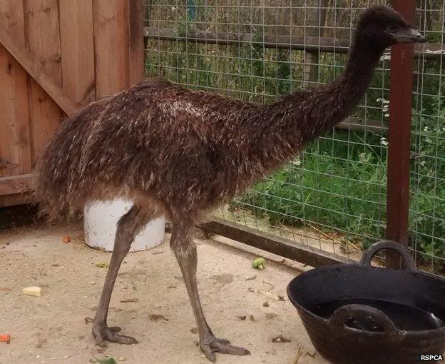 Eric the emu