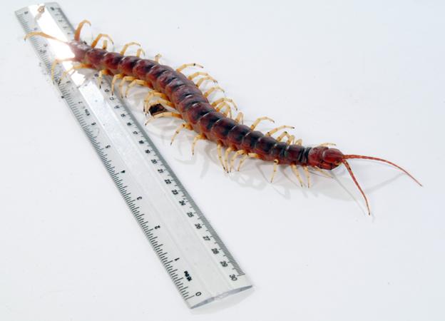 Centipede