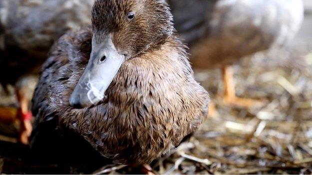 Lead poisoned duck (c) WWT