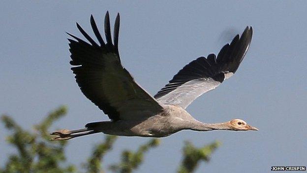 Young wild crane in Somerset