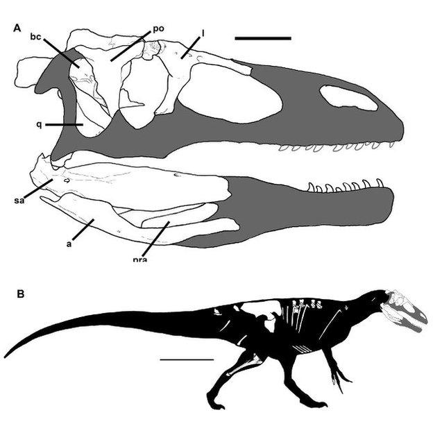 dinosaur bones