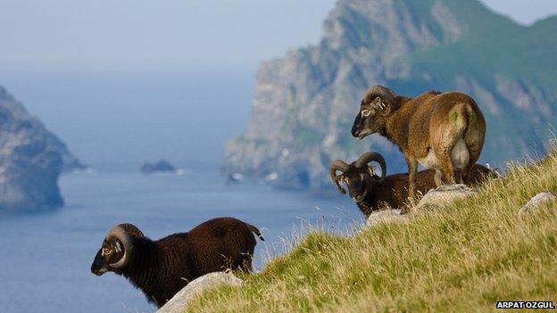 Soay sheep on St Kilda