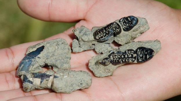 Fossil jaw of new mammal species Kimbetopsalis simmonsae (c) Steve Brusatte/University of Edinburgh