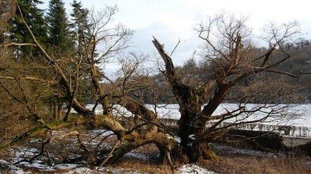 The Great Oak at the Gates of the Dead