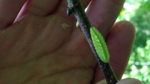White-letter hairstreak caterpillar