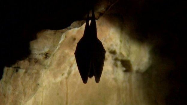 Horseshoe bat