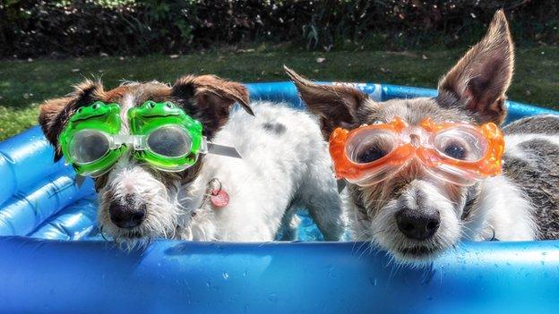 Dogs in swimming goggles in a paddling pool