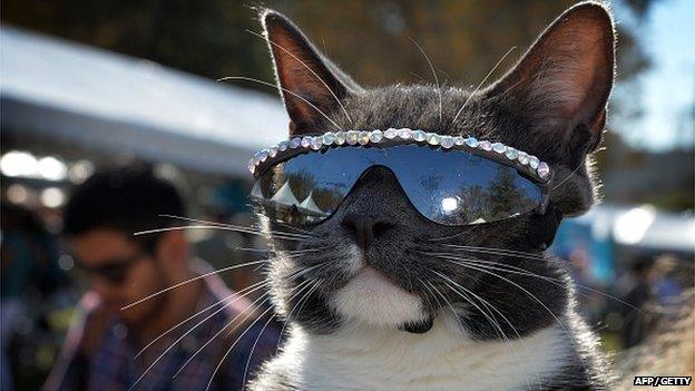 stylish cat