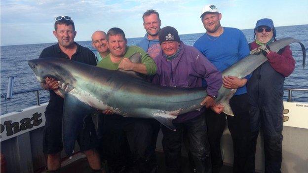 Thresher shark in Welsh waters