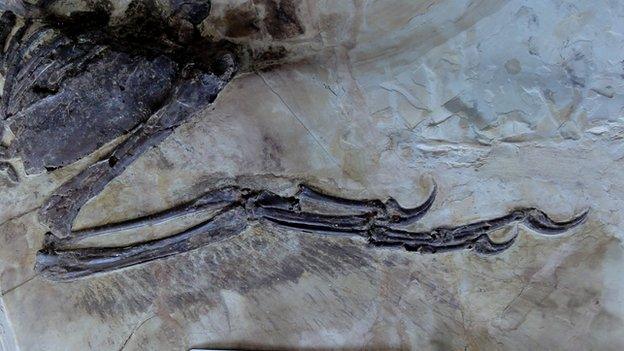 Wings of Zhenyuanlong, a newly discovered species of feathered dinosaur