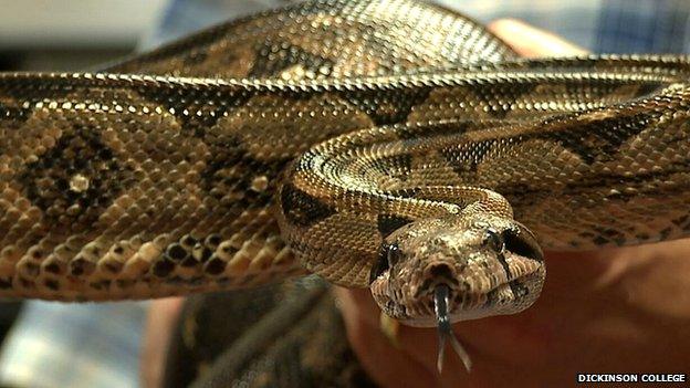 Boa constrictor (c) Dickinson College