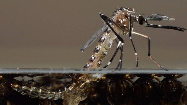 Aedes aegypti emerging from larval stage